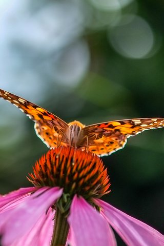 Обои насекомое, цветок, бабочка, размытость, эхинацея, insect, flower, butterfly, blur, echinacea разрешение 2358x1494 Загрузить