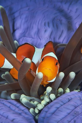 Обои рыбы, подводный мир, рыба-клоун, davide lopresti, fish, underwater world, clown fish разрешение 2000x1333 Загрузить