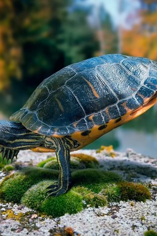 Обои черепаха, панцирь, камень, мох, пресмыкающиеся, водная черепаха, пресноводная черепаха, turtle, shell, stone, moss, reptiles, water turtle разрешение 1920x1200 Загрузить