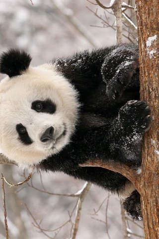 Обои снег, дерево, панда, животное, snow, tree, panda, animal разрешение 1920x1080 Загрузить