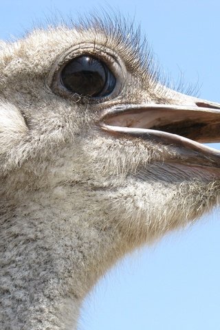 Обои профиль, птица, клюв, крупным планом, страус, profile, bird, beak, closeup, ostrich разрешение 3264x2448 Загрузить