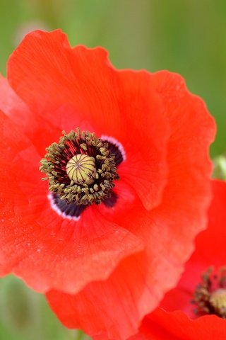 Обои цветы, макро, лепестки, маки, луг, красный мак, flowers, macro, petals, maki, meadow, red poppy разрешение 2048x1356 Загрузить