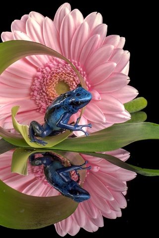 Обои отражение, цветок, лягушка, черный фон, гербера, голубой древолаз, reflection, flower, frog, black background, gerbera, blue dendrobates разрешение 2560x2049 Загрузить