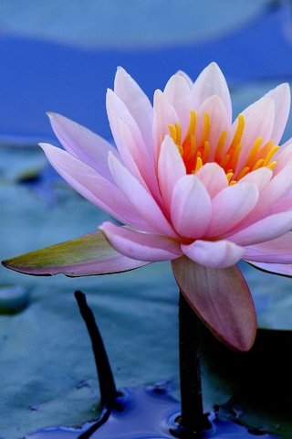 Обои вода, листья, цветок, кувшинка, водяная лилия, water, leaves, flower, lily, water lily разрешение 2880x1920 Загрузить