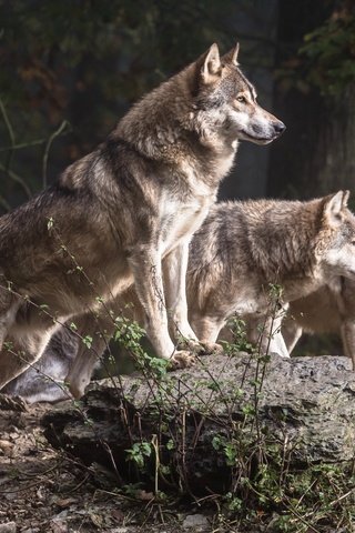 Обои деревья, лес, хищники, волки, стая, волк, стая волков, trees, forest, predators, wolves, pack, wolf, a pack of wolves разрешение 2880x1800 Загрузить