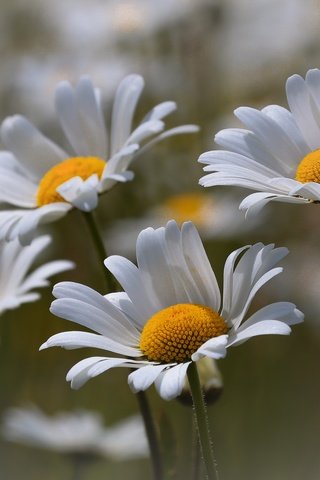 Обои цветы, природа, макро, лето, лепестки, ромашки, белые, стебли, flowers, nature, macro, summer, petals, chamomile, white, stems разрешение 5232x3558 Загрузить