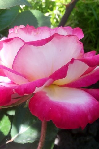 Обои цветы, роза, розовая, flowers, rose, pink разрешение 4096x2304 Загрузить