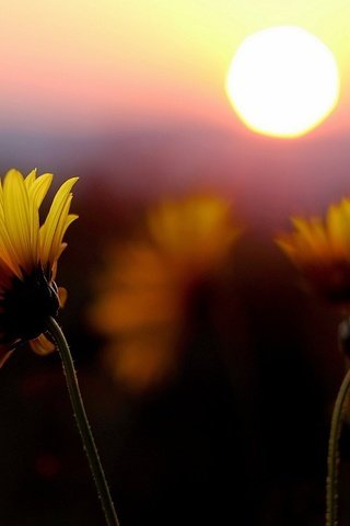 Обои цветы, солнце, закат, поле, лепестки, желтые, flowers, the sun, sunset, field, petals, yellow разрешение 1920x1080 Загрузить