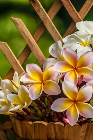 Обои цветы, лепестки, горшок, плюмерия, франжипани, flowers, petals, pot, plumeria, frangipani разрешение 2048x1361 Загрузить