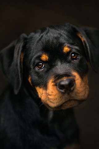 Обои фон, мордочка, взгляд, собака, щенок, ротвейлер, frelka, background, muzzle, look, dog, puppy, rottweiler разрешение 2048x1365 Загрузить