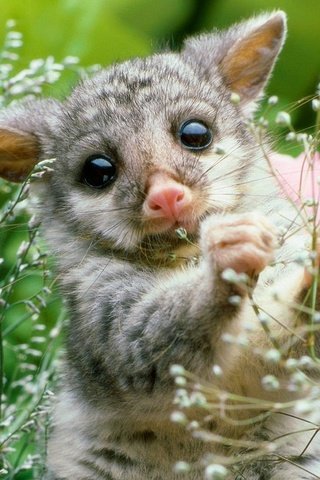 Обои природа, растение, опоссум, детеныш, грызун, nature, plant, possum, cub, rodent разрешение 1920x1200 Загрузить