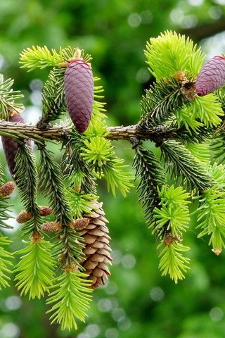 Обои ветка, природа, хвоя, макро, ель, шишки, боке, еловая ветка, branch, nature, needles, macro, spruce, bumps, bokeh, spruce branch разрешение 1920x1200 Загрузить