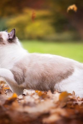 Обои листья, кот, кошка, осень, играет, листопад, рэгдолл, leaves, cat, autumn, plays, falling leaves, ragdoll разрешение 2048x1196 Загрузить