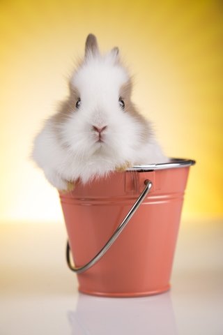 Обои глаза, взгляд, кролик, животное, ведро, eyes, look, rabbit, animal, bucket разрешение 1920x2880 Загрузить