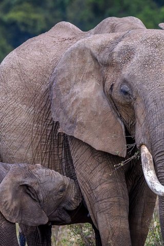 Обои природа, слон, африка, уши, слоны, хобот, слоненок, бивни, nature, elephant, africa, ears, elephants, trunk, tusks разрешение 2560x1491 Загрузить