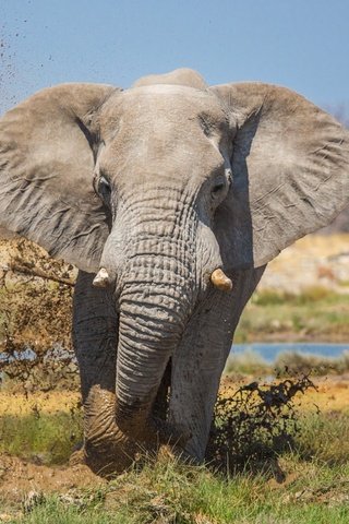 Обои природа, слон, уши, хобот, бивни, nature, elephant, ears, trunk, tusks разрешение 1997x1293 Загрузить