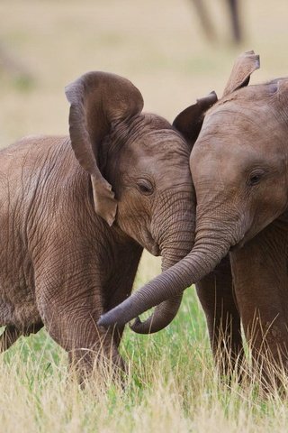 Обои трава, природа, слоны, хобот, слонята, grass, nature, elephants, trunk разрешение 1920x1080 Загрузить