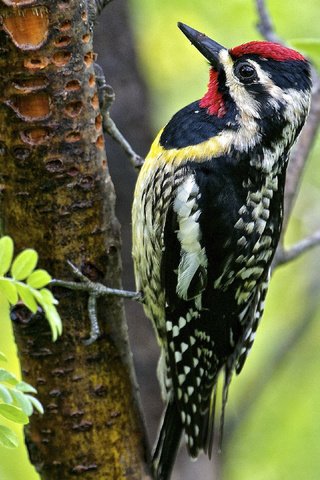 Обои дерево, листья, птица, клюв, перья, дятел, tree, leaves, bird, beak, feathers, woodpecker разрешение 3840x2160 Загрузить