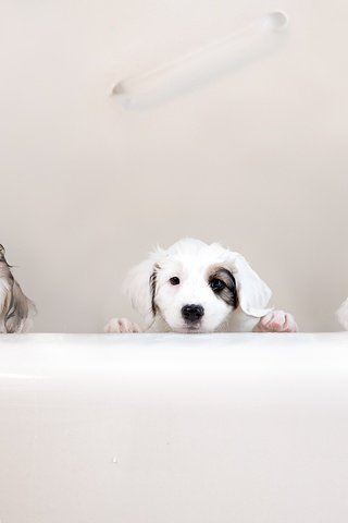 Обои животные, мокрые, щенки, ванна, собаки, трио, animals, wet, puppies, bath, dogs, trio разрешение 2048x1366 Загрузить