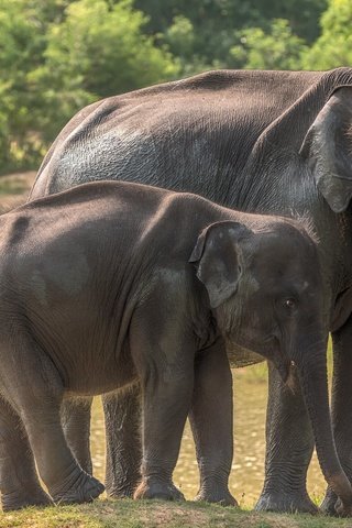 Обои слоны, дикая природа, слоненок, шри-ланка, elephants, wildlife, elephant, sri lanka разрешение 2560x1600 Загрузить