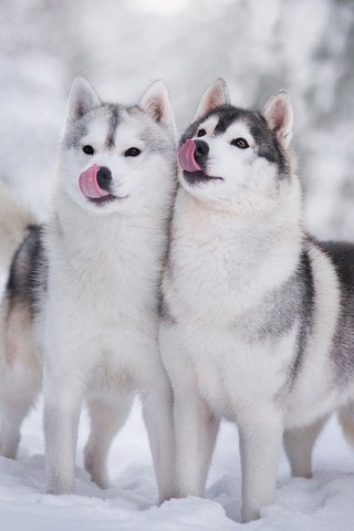 Обои снег, зима, хаски, щенки, язык, собаки, мордочки, snow, winter, husky, puppies, language, dogs, faces разрешение 1920x1200 Загрузить