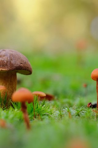 Обои природа, макро, фон, грибы, мох, nature, macro, background, mushrooms, moss разрешение 1920x1200 Загрузить