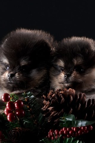 Обои новый год, черный фон, щенки, шишки, собаки, шпиц, шпицы, new year, black background, puppies, bumps, dogs, spitz разрешение 1920x1200 Загрузить