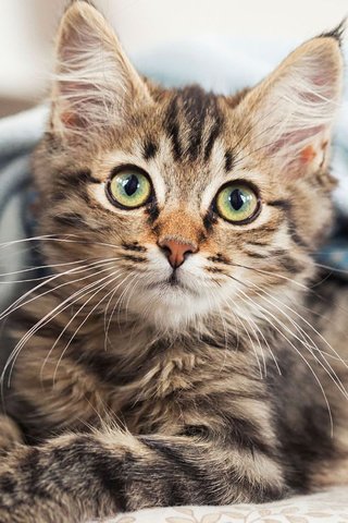 Обои глаза, кот, мордочка, кошка, взгляд, котенок, eyes, cat, muzzle, look, kitty разрешение 1920x1080 Загрузить