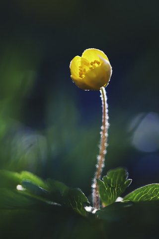 Обои природа, желтый, макро, фон, цветок, nature, yellow, macro, background, flower разрешение 1920x1200 Загрузить