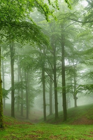 Обои деревья, природа, лес, туман, trees, nature, forest, fog разрешение 1920x1200 Загрузить