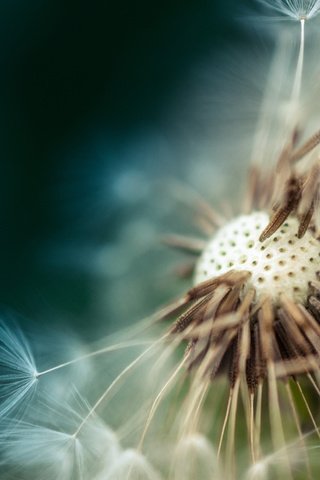 Обои макро, цветок, одуванчик, пушинки, macro, flower, dandelion, fuzzes разрешение 3840x2400 Загрузить