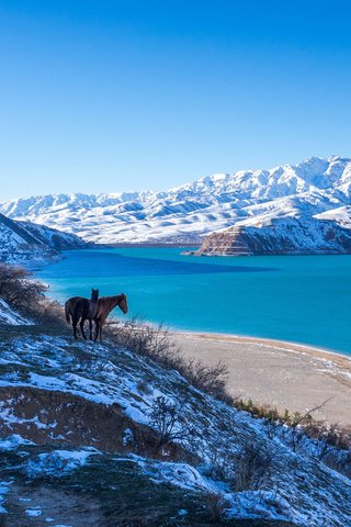 Обои лошадь, озеро, горы, природа, зима, horse, lake, mountains, nature, winter разрешение 3840x2400 Загрузить