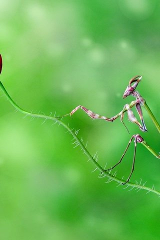 Обои насекомое, цветок, мак, стебель, богомол, боке, insect, flower, mac, stem, mantis, bokeh разрешение 1920x1200 Загрузить