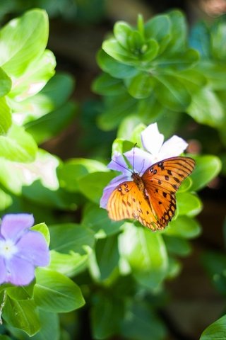 Обои цветы, листья, макро, насекомое, бабочка, крылья, flowers, leaves, macro, insect, butterfly, wings разрешение 3888x2592 Загрузить