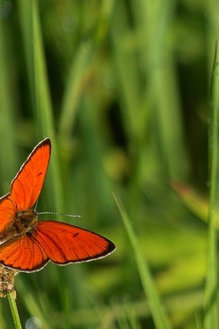 Обои трава, макро, насекомое, бабочка, крылья, grass, macro, insect, butterfly, wings разрешение 2084x1325 Загрузить