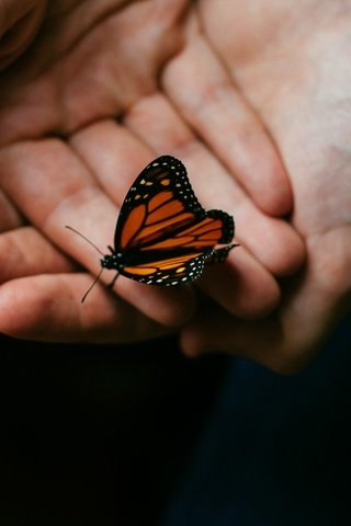 Обои макро, насекомое, бабочка, крылья, черный фон, руки, macro, insect, butterfly, wings, black background, hands разрешение 4288x2848 Загрузить