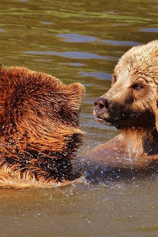 Обои игра, медведи, бурый медведь, в воде, the game, bears, brown bear, in the water разрешение 1920x1218 Загрузить