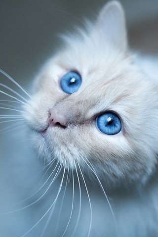 Обои глаза, фон, усы, кошка, взгляд, котенок, голубые глаза, eyes, background, mustache, cat, look, kitty, blue eyes разрешение 2880x1800 Загрузить