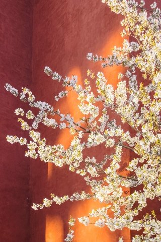 Обои дерево, цветение, стена, весна, tree, flowering, wall, spring разрешение 3436x2291 Загрузить