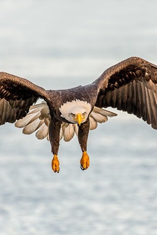 Обои полет, крылья, птица, клюв, белоголовый орлан, flight, wings, bird, beak, bald eagle разрешение 3575x2860 Загрузить