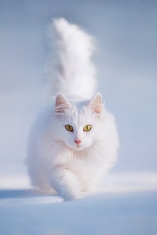 Обои снег, зима, кот, пушистый, белый, snow, winter, cat, fluffy, white разрешение 1920x1200 Загрузить