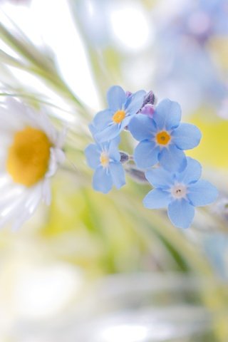 Обои цветы, ромашки, белые, незабудки, голубые, полевые цветы, flowers, chamomile, white, forget-me-nots, blue, wildflowers разрешение 4129x2837 Загрузить