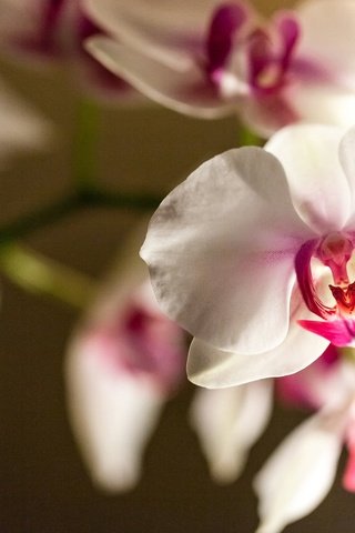 Обои цветы, ветка, цветок, орхидея, фаленопсис, бело-розовый, фалинопсис, flowers, branch, flower, orchid, phalaenopsis, pink and white, falinopsis разрешение 1920x1200 Загрузить
