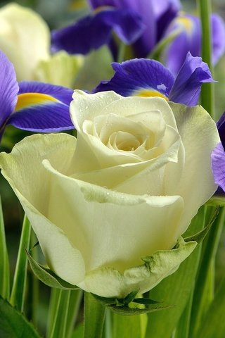 Обои цветы, розы, букет, ирисы, flowers, roses, bouquet, irises разрешение 2048x1401 Загрузить