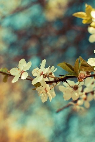 Обои цветы, ветка, цветение, листья, весна, flowers, branch, flowering, leaves, spring разрешение 2560x1600 Загрузить