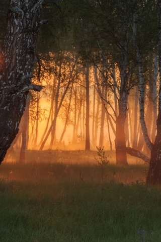 Обои деревья, вечер, солнце, лес, закат, лучи, туман, trees, the evening, the sun, forest, sunset, rays, fog разрешение 1920x1080 Загрузить