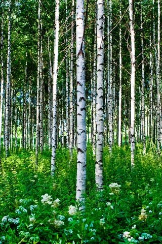 Обои цветы, трава, деревья, лес, березы, лето, березки, flowers, grass, trees, forest, birch, summer разрешение 3888x2592 Загрузить