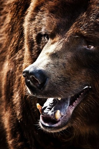 Обои медведь, клыки, черный фон, пасть, бурый медведь, bear, fangs, black background, mouth, brown bear разрешение 1920x1200 Загрузить