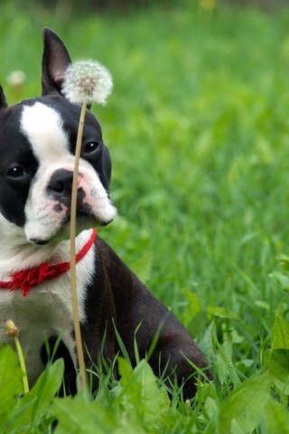 Обои трава, собака, французский бульдог, бостон-терьер, бостон терьер, grass, dog, french bulldog, boston terrier разрешение 2560x1600 Загрузить