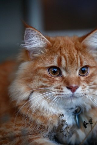 Обои кот, мордочка, кошка, взгляд, рыжая, лапки, мейн-кун, cat, muzzle, look, red, legs, maine coon разрешение 1920x1080 Загрузить